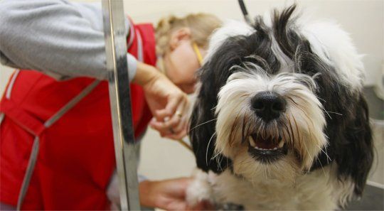 dog being groomed