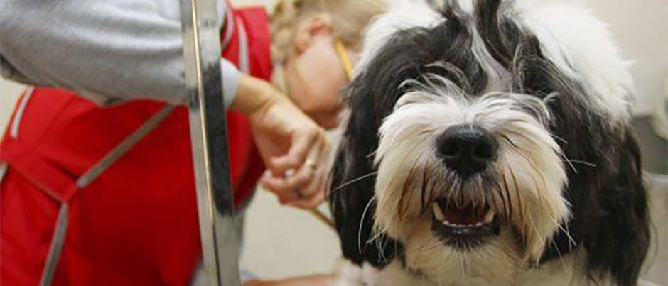dog being groomed