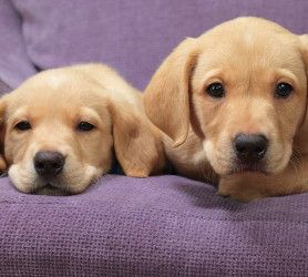 labradors