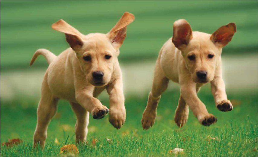 puppies running