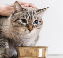 Boarding Cattery Insurance