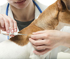 Dog Microchipping Insurance