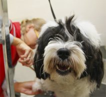 Dog & Cat Groomers Insurance